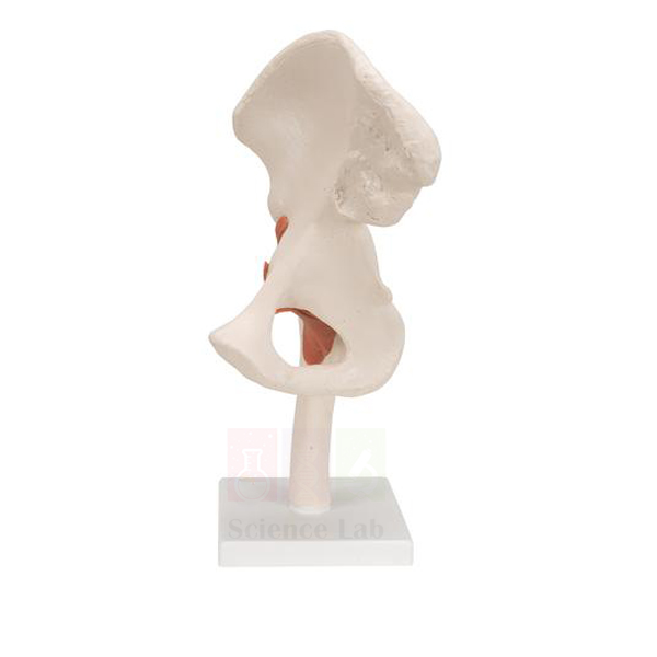 Hip Joint Model Human